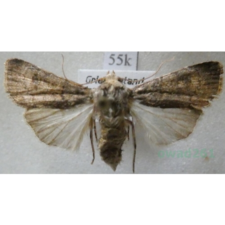 Agrotis segetum (Denis & Schiffermüller, 1775) female Rolnica zbożówka Greece55k